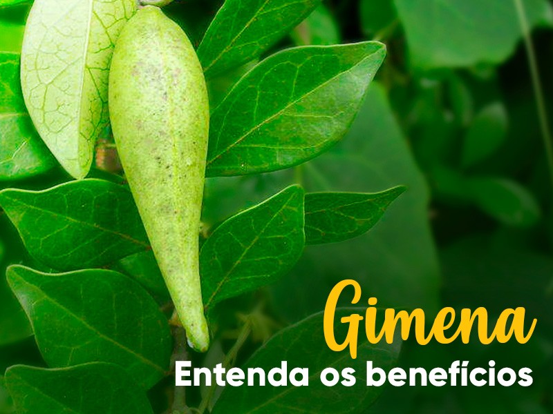 Gymnema sylvestre ajuda na diabetes e emagrece? Entenda os benefcios!